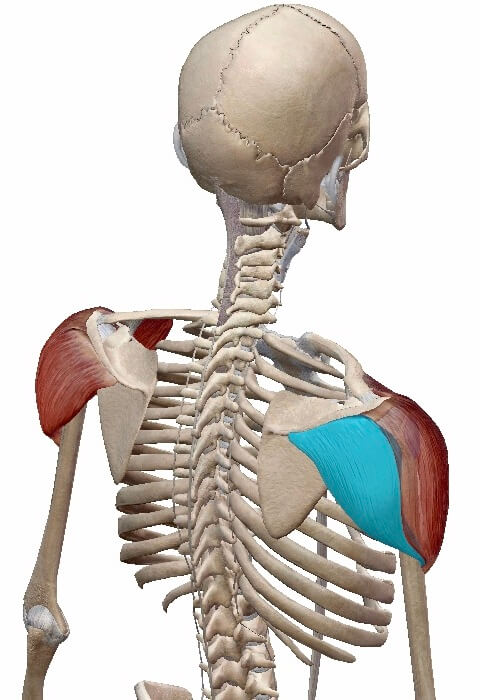 三角筋（後部）イメージ図