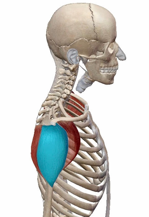 三角筋（中部）イメージ図