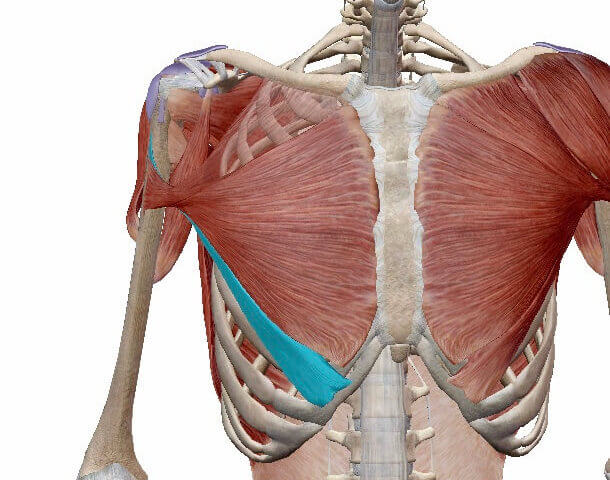 大胸筋（下部）イメージ図