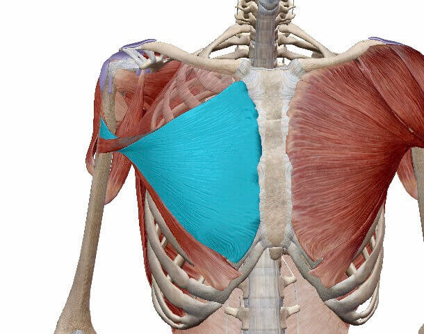 大胸筋（中部）イメージ図