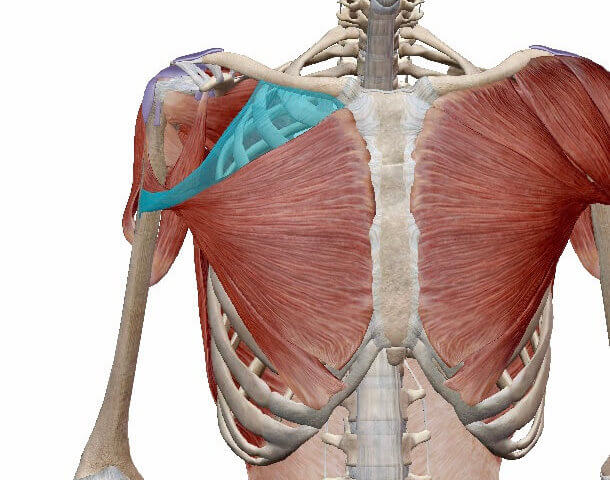 大胸筋（上部）イメージ図