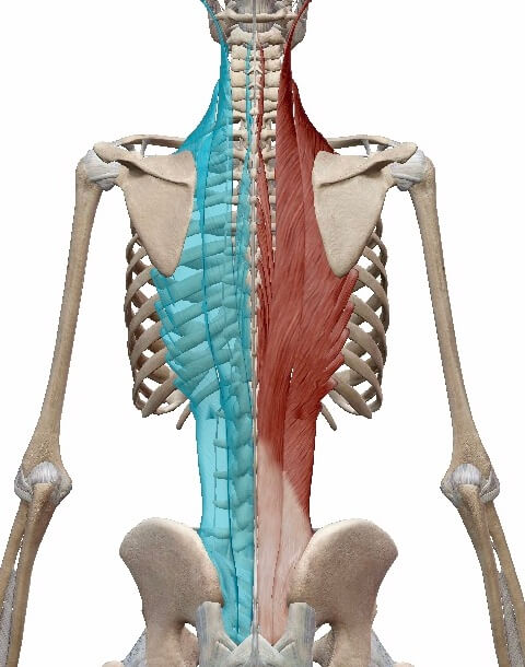 脊柱起立筋イメージ図