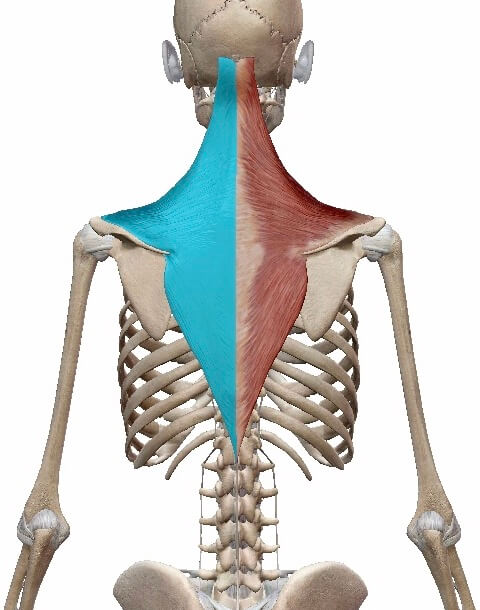 僧帽筋イメージ図